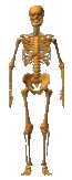 Skeleton